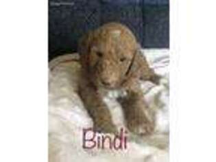 Mutt Puppy for sale in Ohio City, OH, USA
