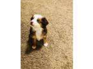 Australian Shepherd Puppy for sale in Las Vegas, NV, USA