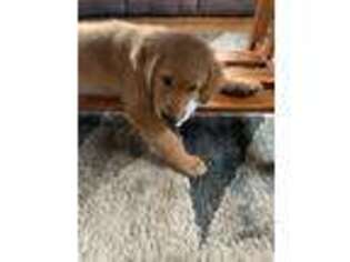 Golden Retriever Puppy for sale in Michigan City, IN, USA