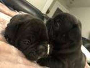 French Bulldog Puppy for sale in Mary Esther, FL, USA