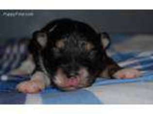 Mutt Puppy for sale in Middletown, MO, USA