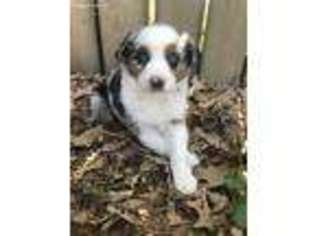 Anatolian Shepherd Puppy for sale in Cookeville, TN, USA