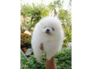 Pomeranian Puppy for sale in Fountain Hills, AZ, USA