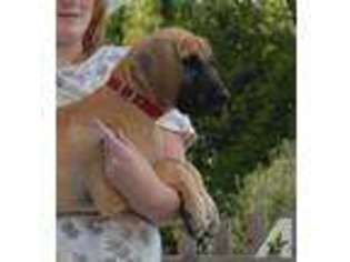 Great Dane Puppy for sale in MASON, MI, USA