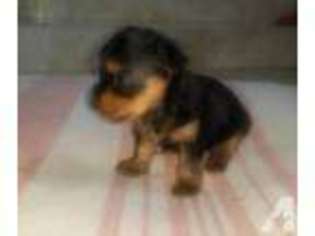 Yorkshire Terrier Puppy for sale in KAILUA, HI, USA