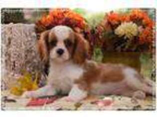 Cavalier King Charles Spaniel Puppy for sale in New Florence, MO, USA