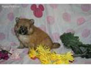 Pomeranian Puppy for sale in New Holland, PA, USA