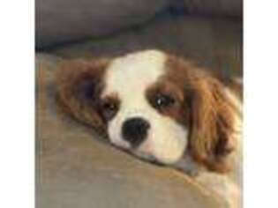 Cavalier King Charles Spaniel Puppy for sale in Omaha, NE, USA