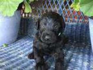 Labradoodle Puppy for sale in London, KY, USA