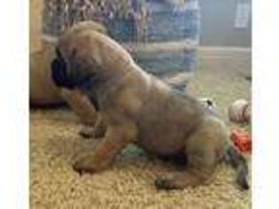 Mastiff Puppy for sale in Basehor, KS, USA