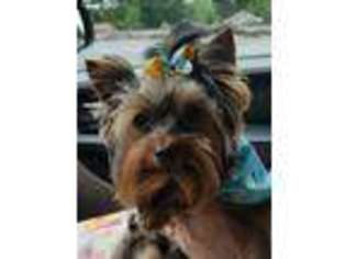 Yorkshire Terrier Puppy for sale in Rockmart, GA, USA