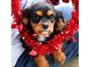 Cavalier King Charles Spaniel Puppy for sale in West Plains, MO, USA