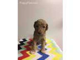 Labradoodle Puppy for sale in Funkstown, MD, USA