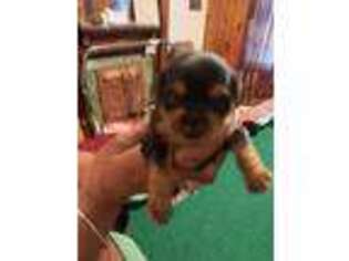 Yorkshire Terrier Puppy for sale in Albany, NY, USA