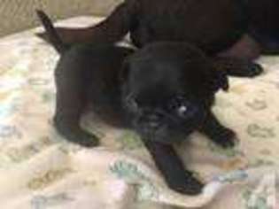 Pug Puppy for sale in BIG BEAR CITY, CA, USA