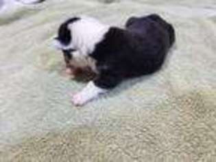 Pembroke Welsh Corgi Puppy for sale in Puyallup, WA, USA