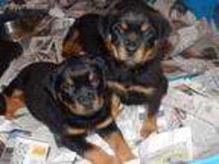 Rottweiler Puppy for sale in Pittsfield, NH, USA