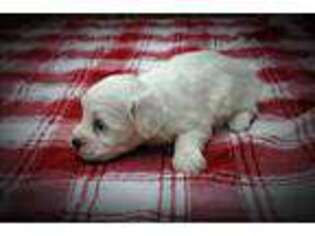 Coton de Tulear Puppy for sale in Baskerville, VA, USA