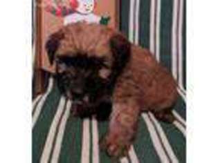 Soft Coated Wheaten Terrier Puppy for sale in Huntsville, OH, USA