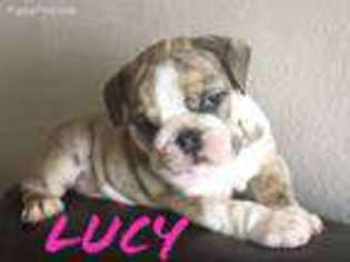 Bulldog Puppy for sale in Friendswood, TX, USA