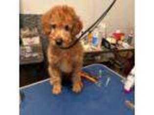 Goldendoodle Puppy for sale in Goochland, VA, USA