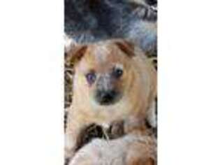 Australian Cattle Dog Puppy for sale in Smartsville, CA, USA