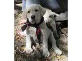 Labrador Retriever Puppy for sale in Aledo, TX, USA