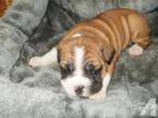 Bulldog Puppy for sale in LANSING, IA, USA