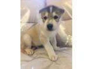 Siberian Husky Puppy for sale in Paterson, NJ, USA