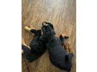 Rottweiler Puppy for sale in Ponte Vedra, FL, USA