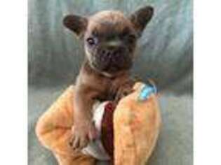 French Bulldog Puppy for sale in Weston, MO, USA