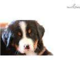 Bernese Mountain Dog Puppy for sale in Rochester, MN, USA