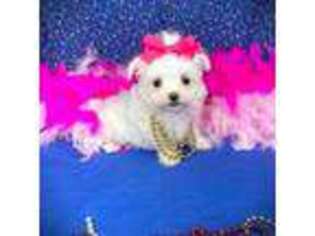 Maltese Puppy for sale in Winnsboro, LA, USA