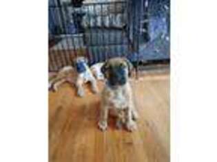 Bullmastiff Puppy for sale in Greenville, SC, USA