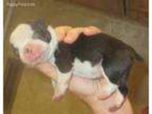 Boston Terrier Puppy for sale in King, NC, USA