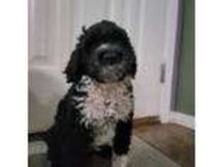 Portuguese Water Dog Puppy for sale in Adrian, MO, USA
