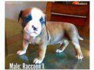 Olde English Bulldogge Puppy for sale in Massillon, OH, USA