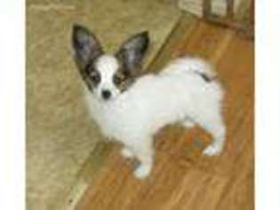 Papillon Puppy for sale in Oakland, OR, USA