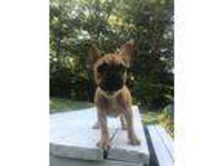 French Bulldog Puppy for sale in Cranston, RI, USA
