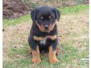 Rottweiler Puppy for sale in Myerstown, PA, USA