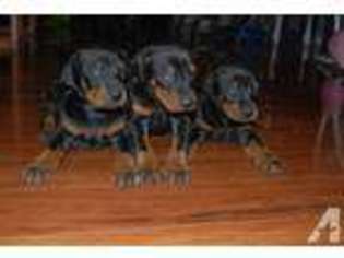 Doberman Pinscher Puppy for sale in BRISTOW, VA, USA