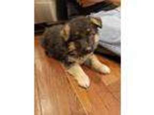 German Shepherd Dog Puppy for sale in Paradise, PA, USA