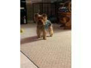 Yorkshire Terrier Puppy for sale in Chesapeake, VA, USA
