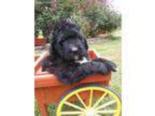 Saint Berdoodle Puppy for sale in Lexington, NC, USA