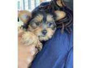 Yorkshire Terrier Puppy for sale in Rosenberg, TX, USA