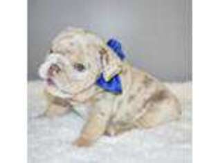 Bulldog Puppy for sale in Alta Loma, CA, USA