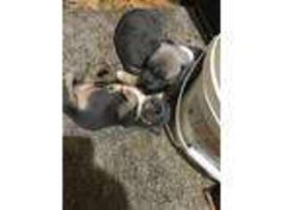 Mutt Puppy for sale in Gilbert, MN, USA