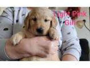 Golden Retriever Puppy for sale in Malin, OR, USA