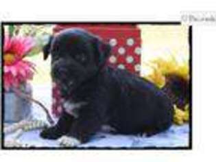 Havanese Puppy for sale in Saint Louis, MO, USA