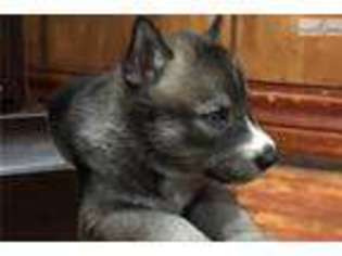 Wolf Hybrid Puppy for sale in Oklahoma City, OK, USA
